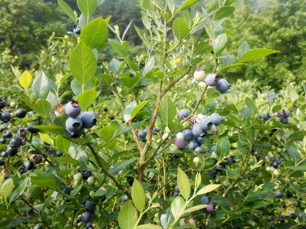 麻江县人民政府